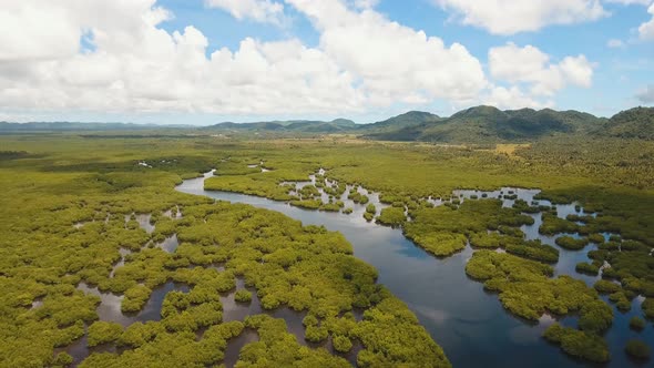 Mangrove Forest in Asia alt