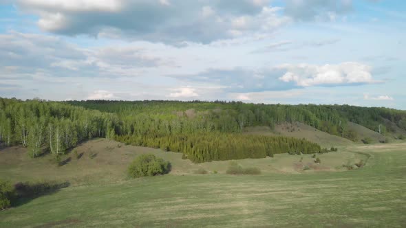 Forest panorama view alt