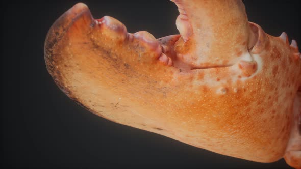 Lobster Claw in Macro alt