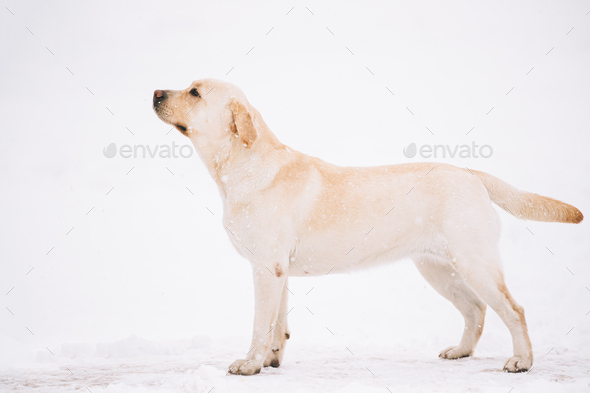 White Labrador Dog Posing In Snow Snowdrift At Winter Snowy Day - Stock Photo - Images