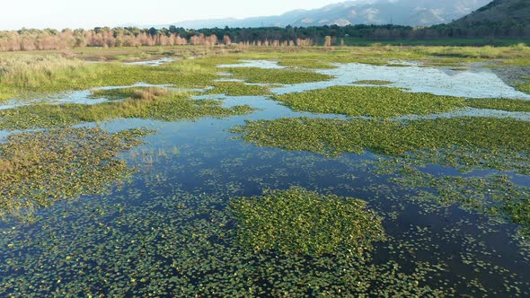 Green water lily leaves on a blue lake - marsh vegetation in a wetland  landscape, Montenegro nature alt