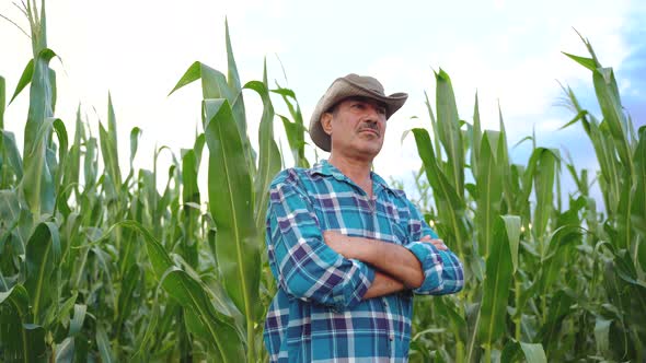 Senior Farmer Standing in Corn Field Examining Crop at Sunset alt