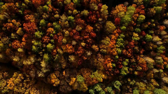 Forest in Autumn Colors, Stock Footage | VideoHive