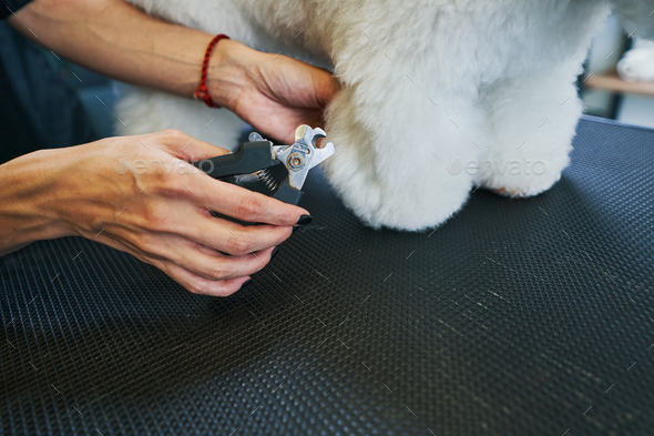 Nail clipper in hand of professional pet groomer