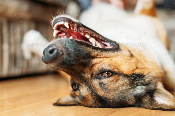Bored Lazy Dog Is Lying On Floor Of A House. Funny Portrait Of A Pet