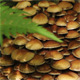 Group Of Mushrooms Group Of Mushrooms - VideoHive Item for Sale