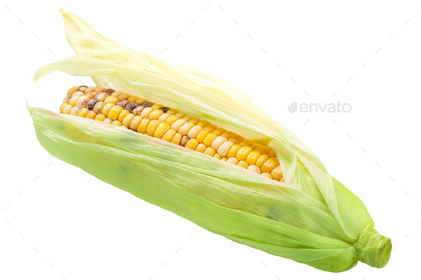Heirloom variegated maize corn cob (Zea mays ear), half-peeled, isolated