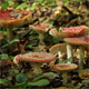 Red Fly Agaric, Amanita Muscaria Red Fly Agaric, Amanita Muscaria - VideoHive Item for Sale