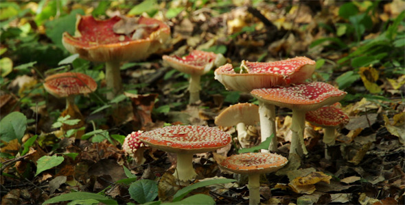 Red Fly Agaric, Amanita Muscaria