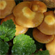 Group Of Mushrooms Close Up Group Of Mushrooms Close Up - VideoHive Item for Sale