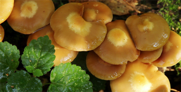 Group Of Mushrooms Close Up