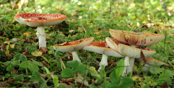 Colony of Red Fly Agaric Mushrooms