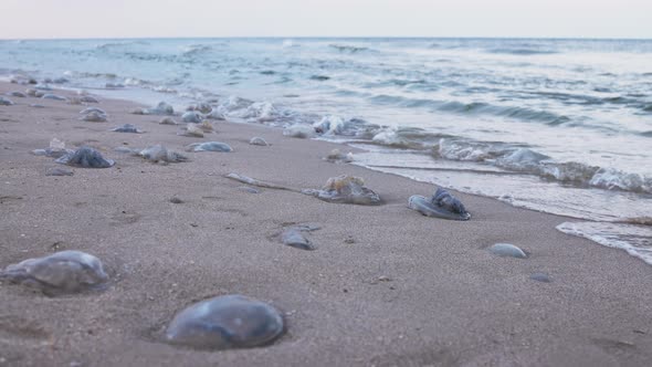 Dead Jellyfish Lie on a Sandy Shore Signed By Water on the Sea of Azov alt
