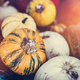 Halloween pumpkin, squash background. - PhotoDune Item for Sale