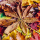 Autumn leaves background. - PhotoDune Item for Sale