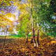 Autumn park, forest with colorful leaves and trees. - PhotoDune Item for Sale