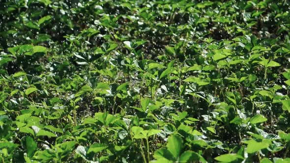 Watering Strawberries alt