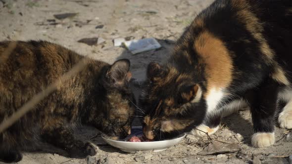 Street Homeless Cats Eat From a Dirty Bowl on the Ground on the Street alt
