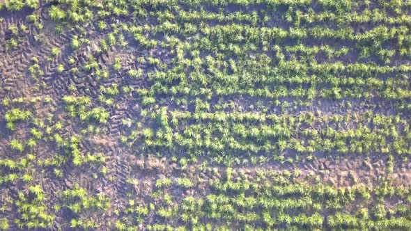 Endless Rows of Crop on a Farmland Aerial Drone Shot alt
