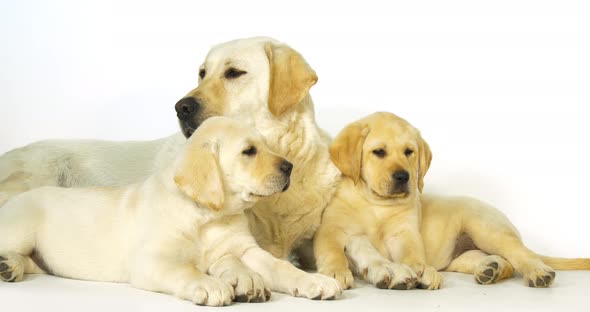 Yellow Labrador Retriever, Bitch and Puppies on White Background, Normandy, Slow Motion 4K alt