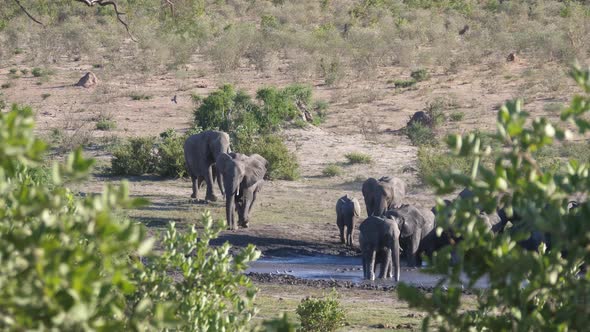 African Bush elephants arriving at a waterhole alt