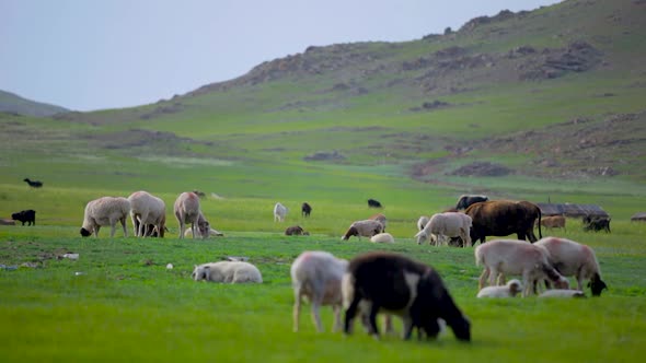 Mongolian Steppes. Grazing Animals 2, Stock Footage | VideoHive