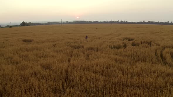 Aerial view. Alone young lady in long dress walking in oat, wheat field. Sunset. Rural landscape.