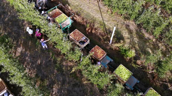 Apple Harvest. Aero, Top View. Seasonal Workers Pick Ripe Apples From Trees in Farm Orchard alt