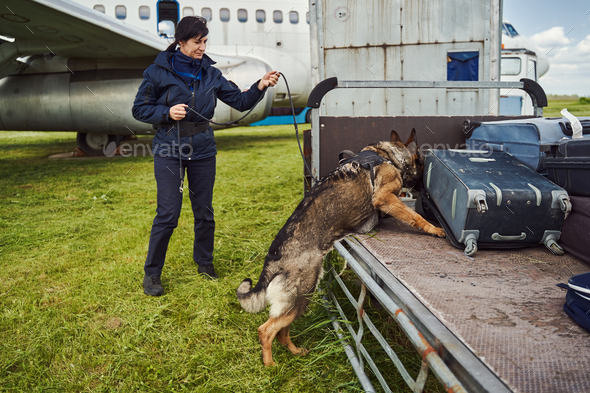 Security officer and drug detection dog checking luggage in airport