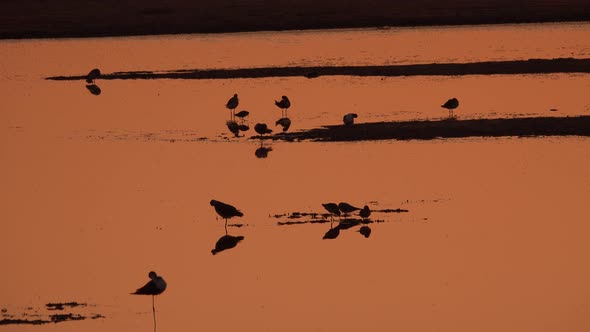 Big Amount of Birds Are Walking on the Shallow Water an Catching Fish on the Sunset on the Sea Beach alt