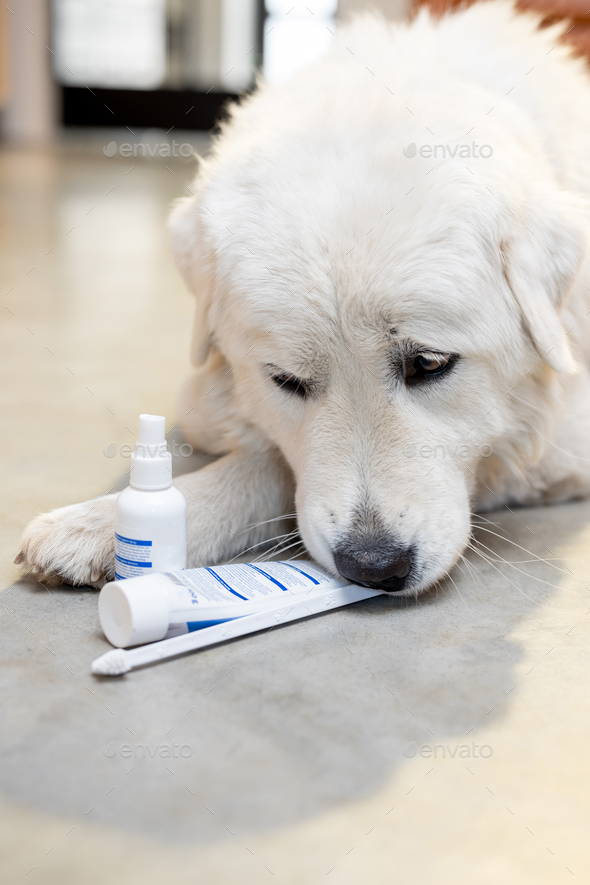 Dog with a toothbrush, paste and spray