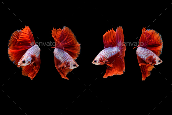 Siamese Fighting Fish Betta Splendens On Black Background Stock Photo By Johnstocker Siamese Fighting Fish Betta Splendens, Black Background Aquarium Fish