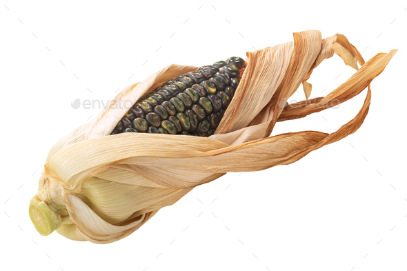 Heirloom variegated earth tones maize corn cob (Zea mays ear), half-peeled, isolated