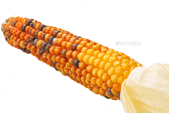 Heirloom maize corn cob with glass or hi-gloss seeds (Zea mays ear), peeled, isolated