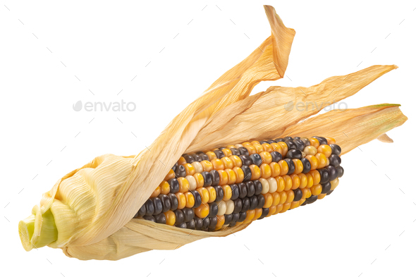 Heirloom variegated maize corn cob (Zea mays ear), half-peeled, isolated