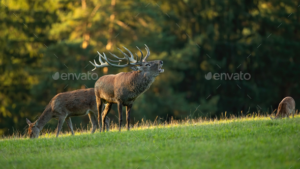 Red deer stag roaring on grassland in sunny rutting season - Stock Photo - Images