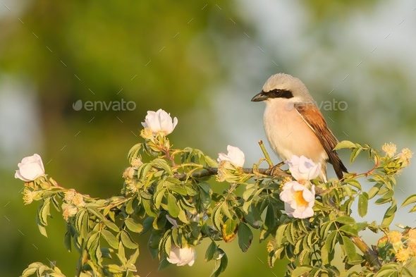 Little great grey shrike sitting on branch with blooming flowers - Stock Photo - Images
