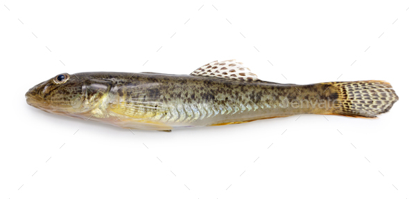 Mahaze, Japanese goby isolated on white background Stock Photo by motghnit