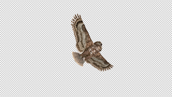 Owl - Spotted - Flying Loop - Down View