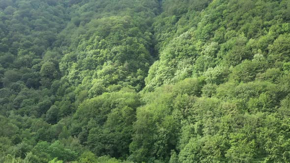 Trees and Green Forest