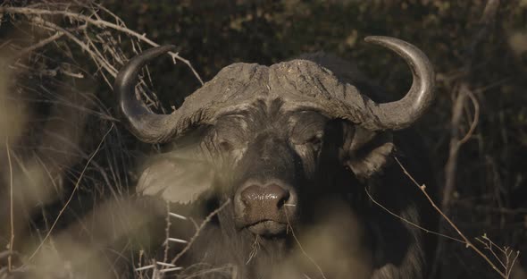 African Buffalo With Huge Horns