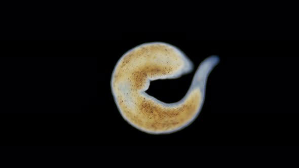 A flatworm of the Monocelididae family under a microscope alt