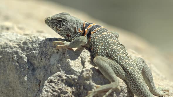 Great Basin Collared Lizard basking in the sun alt