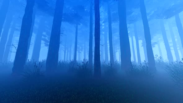 Night Forest In The Fog