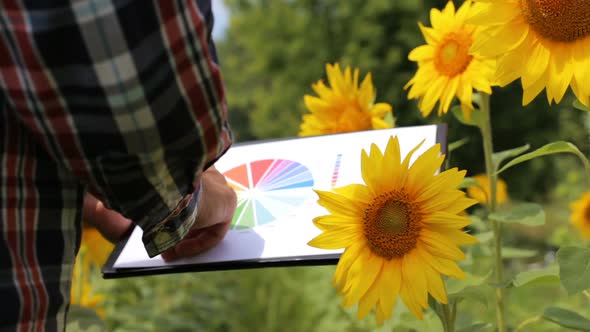 A young farmer working in a sunflower field looks at a profit growth chart in agribusiness. alt