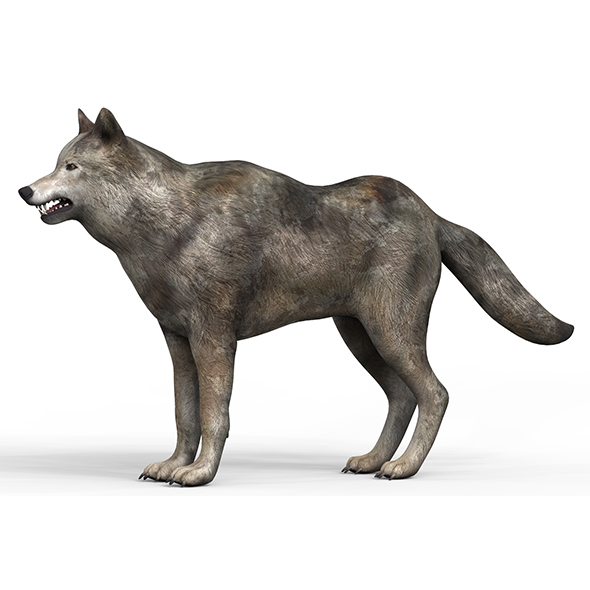 Low Poly Wolf - 3Docean 33711873