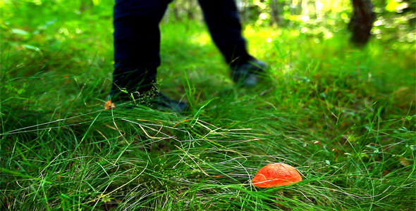 Mushroom In Green Grass