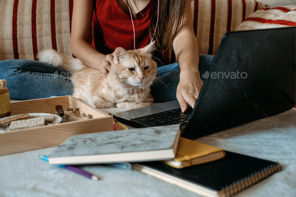 Home office, work space, work from home concept. Young woman with laptop and cat working at sofa