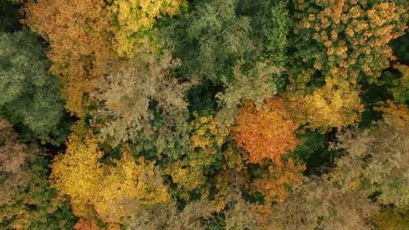 AERIAL: Slowly Flying Over Autumn Season Trees in Forest