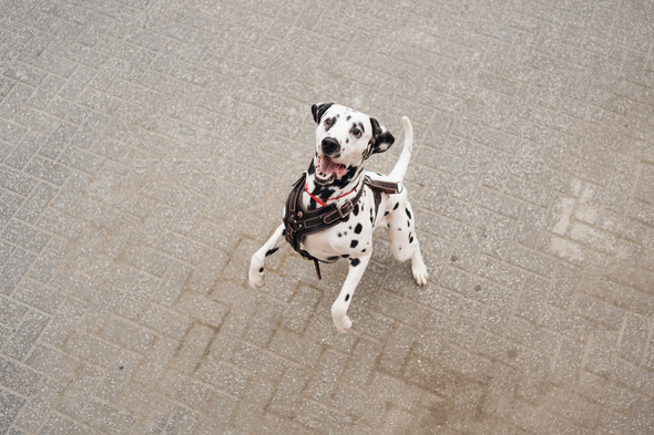 Dalmatian dog knotty jumping to get reward in the street
